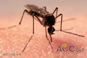 Украинцев предостерегают от опасного заболевания, передающегося через комариный укус 