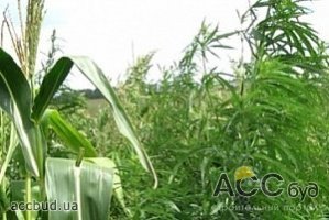 В Днепропетровске 18 га конопляного поля замаскировали под кукурузное