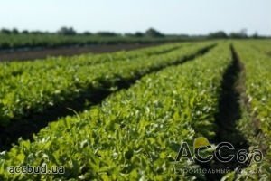 50% стоимости страхового платежа для озимой пшеницы будут субсидировать аграриям